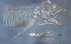 若手生態学者が見ている世界 研究者支援写真展2 節足動物の巻 22 05 09 15 11 00 17 00 アートギャラリー アウル